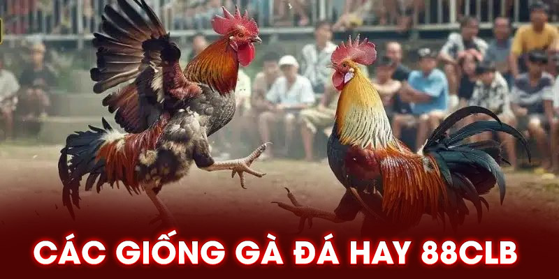 Các giống gà đá hay 88CLB