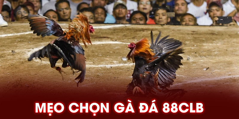 Mẹo chọn gà đá 88CLB