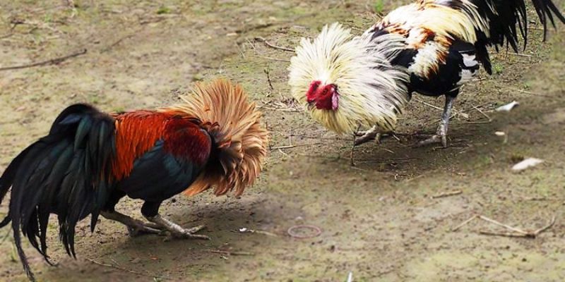 Một số nét chung thường có ở các loại gà chọi xuất sắc