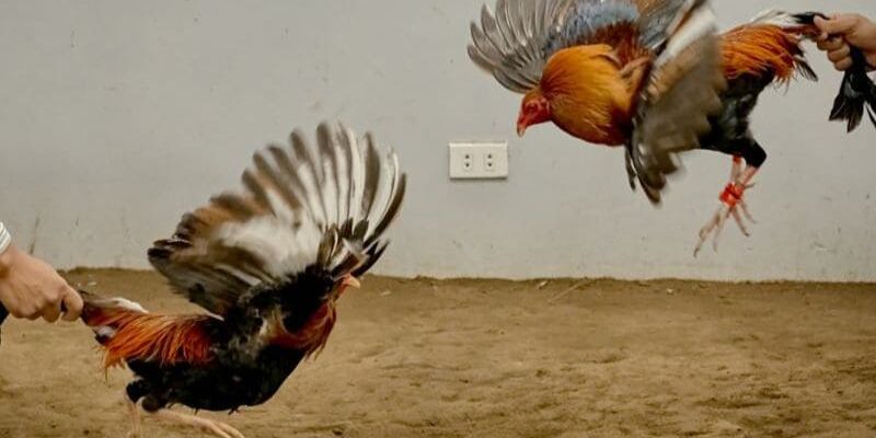 Danh sách một vài các giống gà đá hay nhất