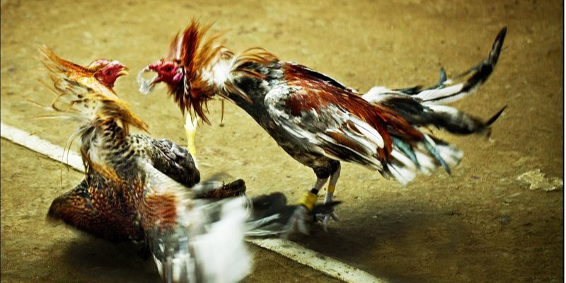 Điểm quan trọng cần biết khi nghiên cứu về gà chọi