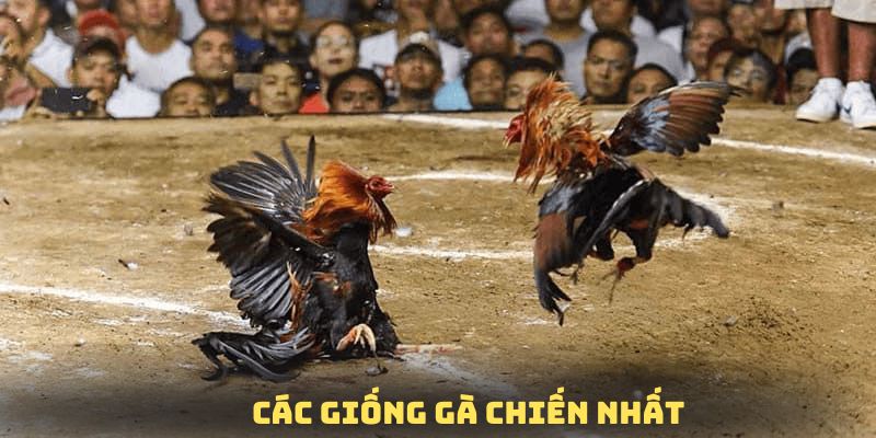 Một số giống gà thường chiếm ưu thế khi tham gia thi đấu