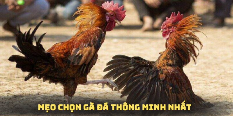 Mẹo chọn gà đá thông minh giúp khách hàng dễ dàng chiến thắng
